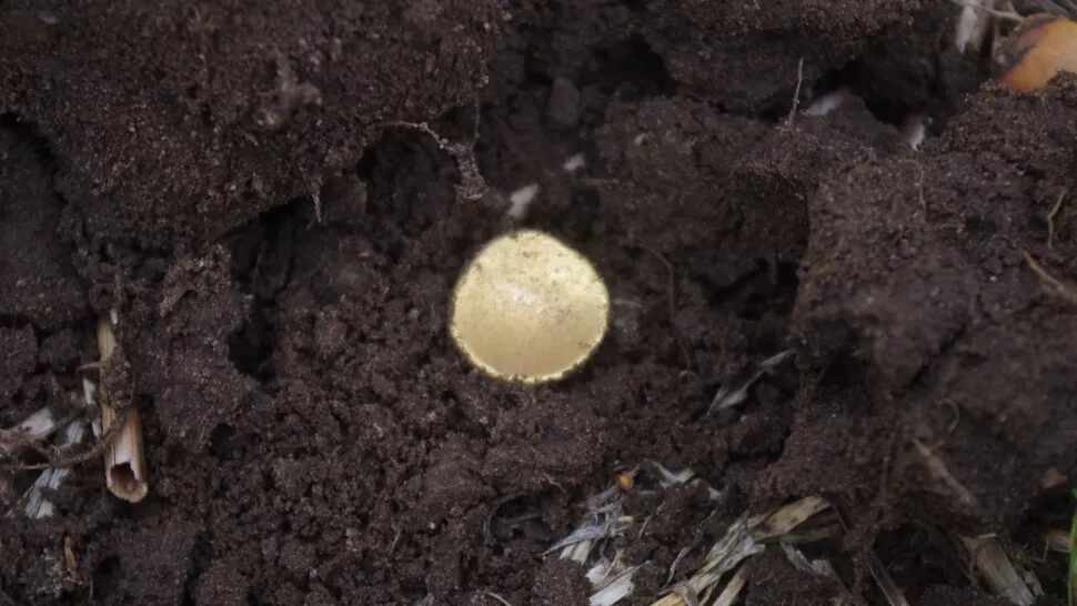 Celtic coins