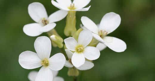 Click to enlarge Arabidopsis thaliana
