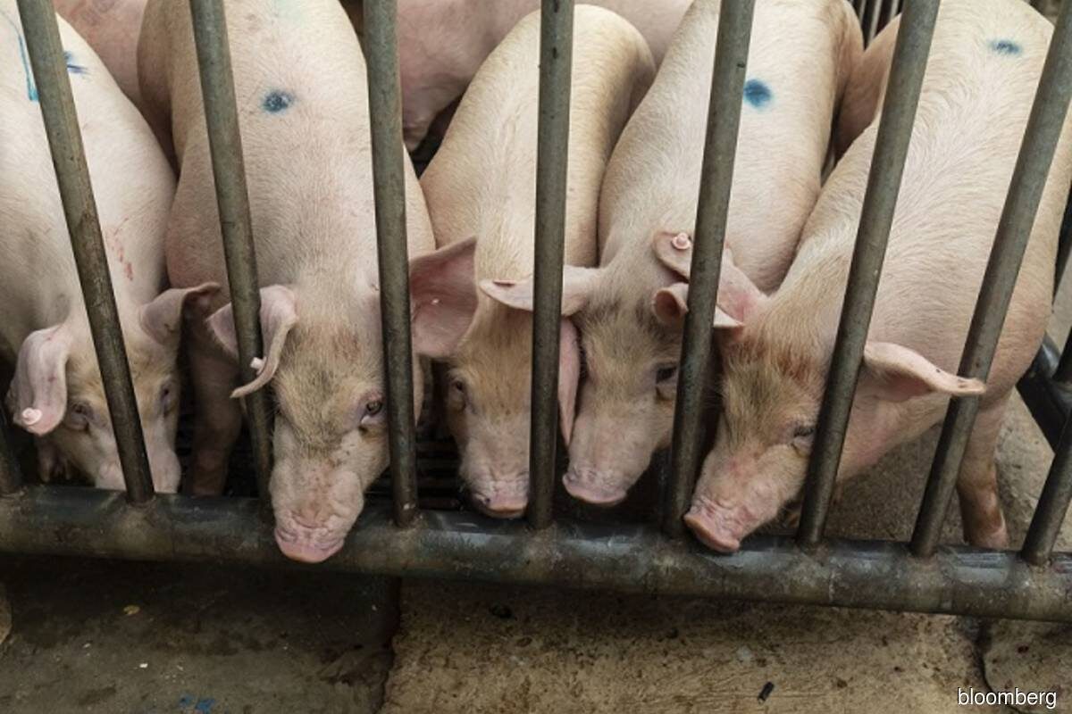 pigs