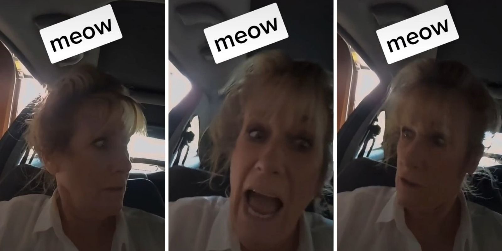 tiktok video teacher meow