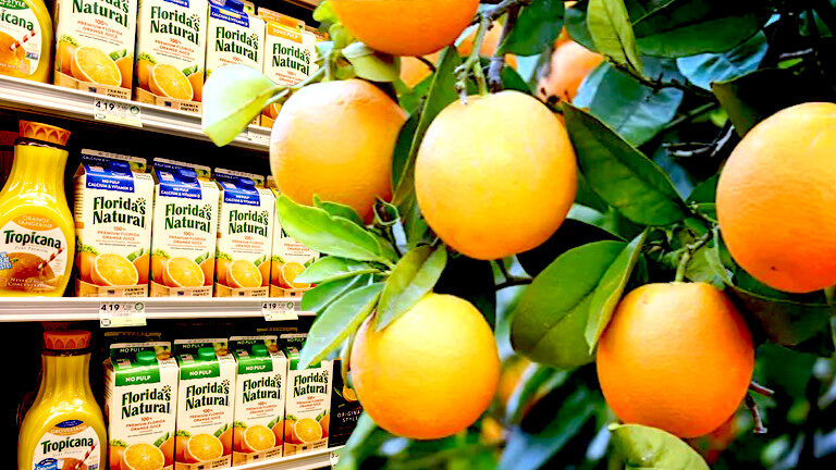 Click to enlarge Orange juice/oranges