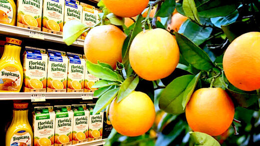 Orange juice/oranges