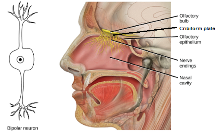olfactory epithelium covid damage