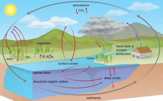 carbon cycle