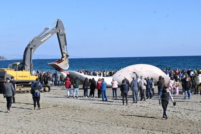 A major operation is underway on the La Rada beach in Estepona to remove the carcas