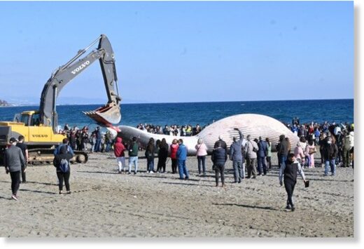 A major operation is underway on the La Rada beach in Estepona to remove the carcas