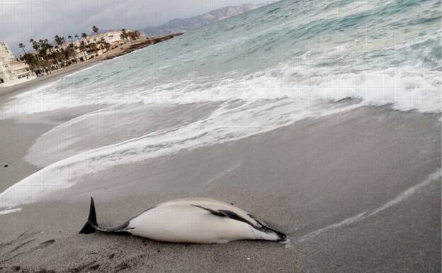 Click to enlarge The dolphin was spotted by local residents on Monday