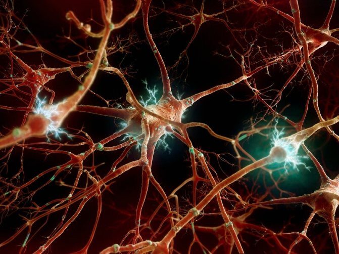 Click to enlarge Neurons