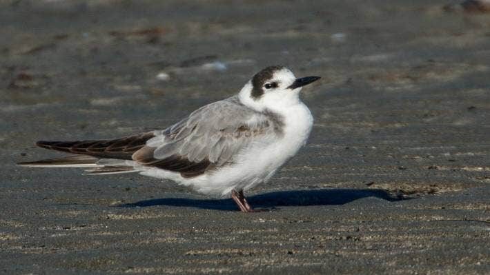 Click to enlarge A black tern, never before recorded in New Zealand, has been spotted at Waikanae Estuary, drawing crowds and flummoxing experts.