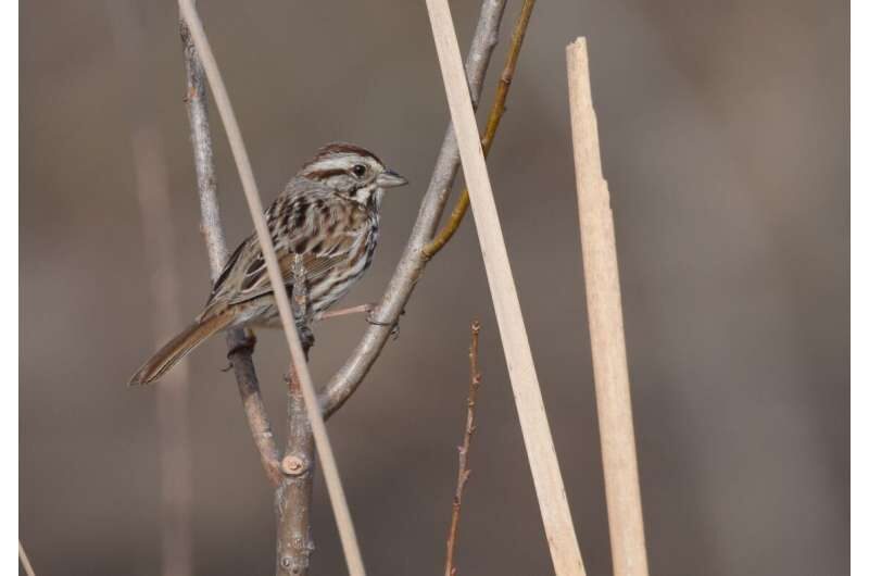 Male song sparrows memorize a 30-minute playlist of their recently belted tunes and use that information to curate both their current playlist and the next one