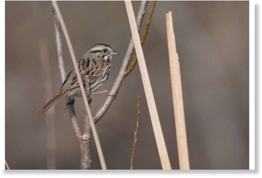 Male song sparrows memorize a 30-minute playlist of their recently belted tunes and use that information to curate both their current playlist and the next one