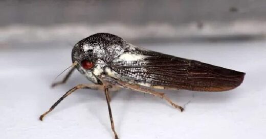 rare leafhopper discovery