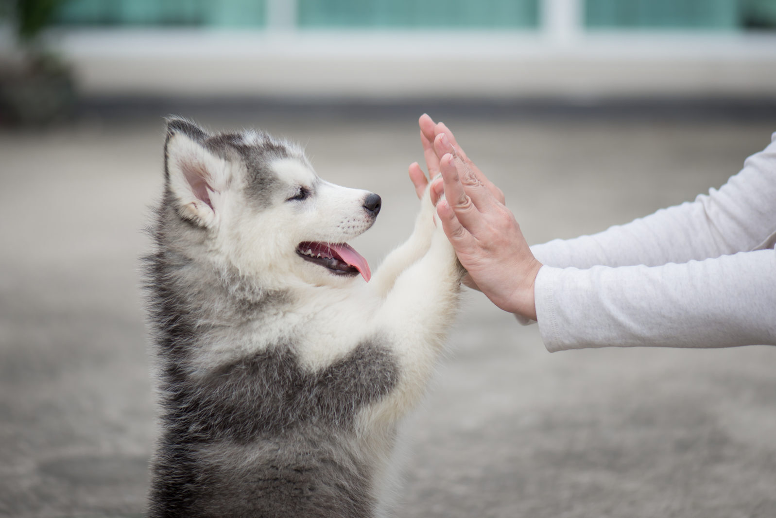Click to enlarge dog high five