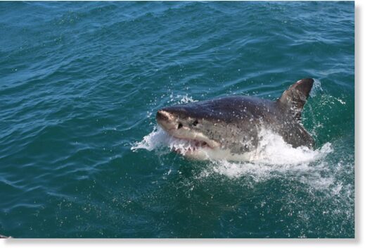 Click to enlarge Researchers say that great white shark attacks on humans are often the result of mistaken identity.