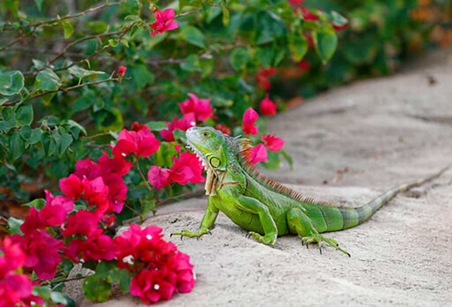 Click to enlarge iguana