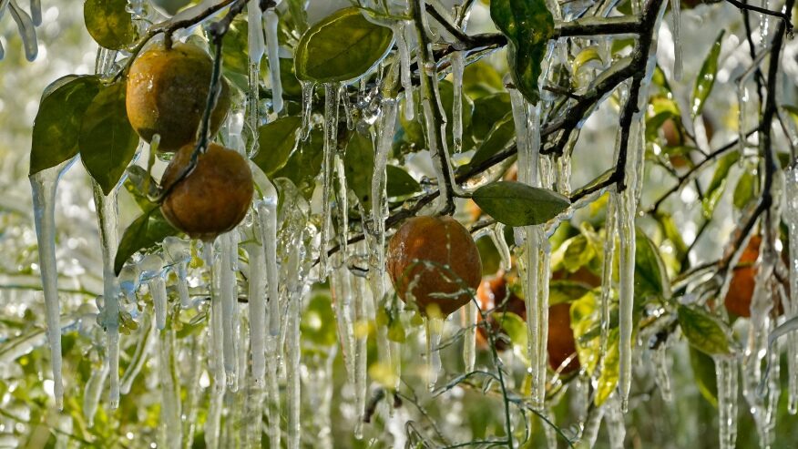 Click to enlarge Ice clings to oranges