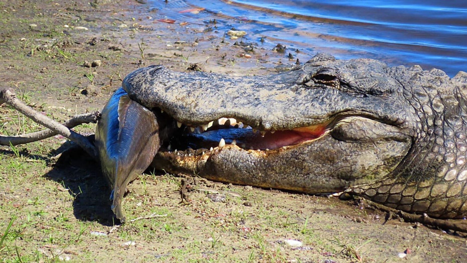 Click to enlarge When a cold-blooded animal is exposed to cold temperatures or water, it can be become cold-stunned.