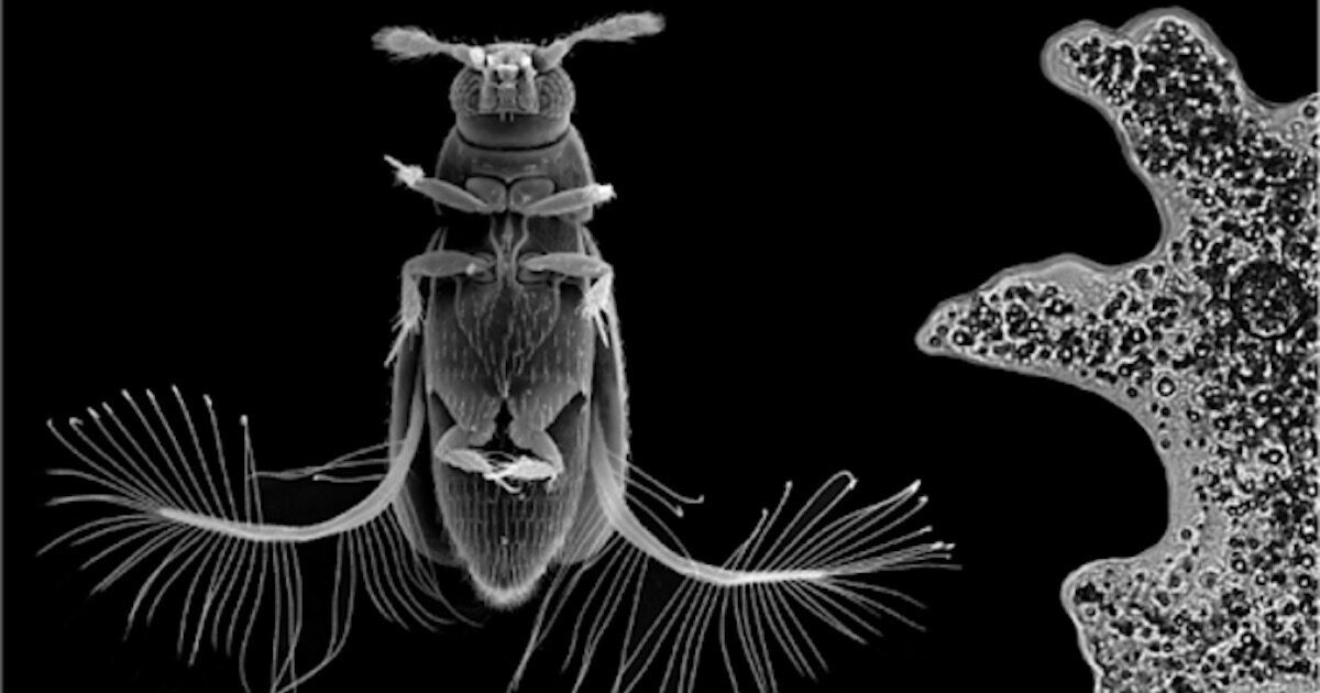 featherwing beetle