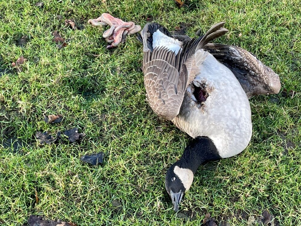 Click to enlarge A Canada goose was killed by a freak ball of lightning at Booths Park lake in Knutsford