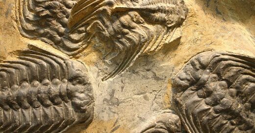 trilobites