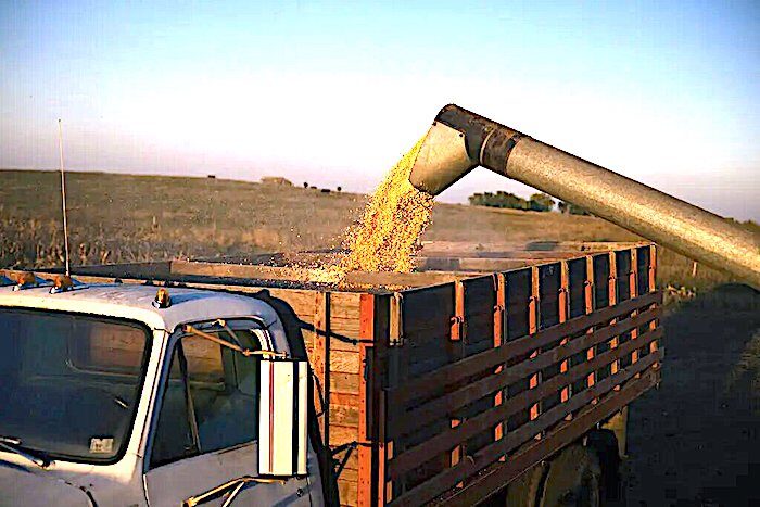 corn harvest