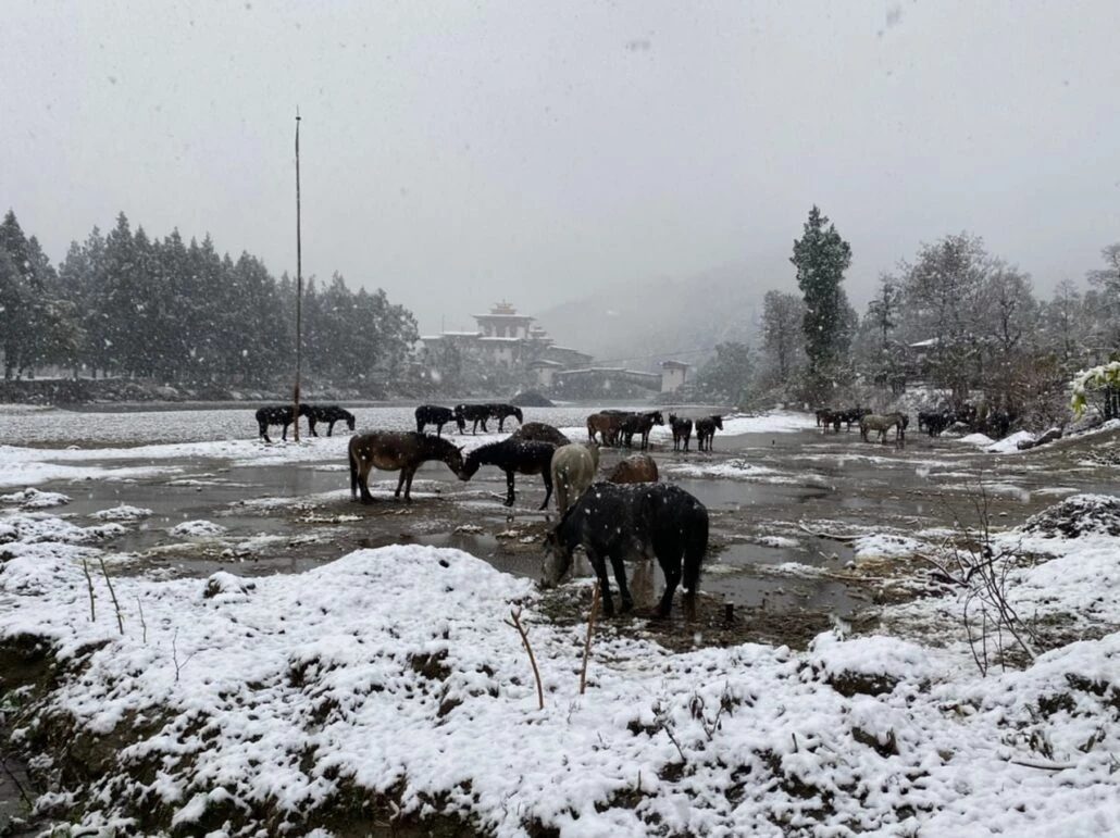 snow