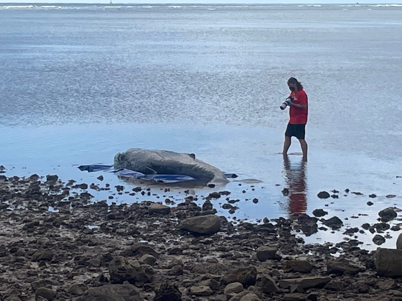 Click to enlarge Dead baby humpback whale found in Hawaii Kai
