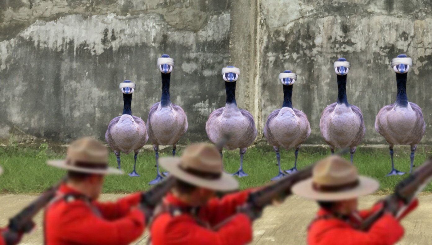 canadian geese trudeau truck convoy ottawa