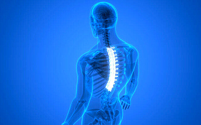 Click to enlarge spinal cord