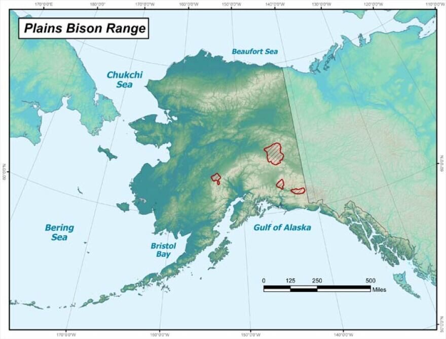 The 300-head Delta Bison Herd is descended from a couple dozen plains bison from Montana introduced into the Interior nearly a century ago.