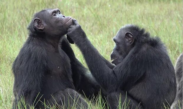 Click to enlarge chimpanzee