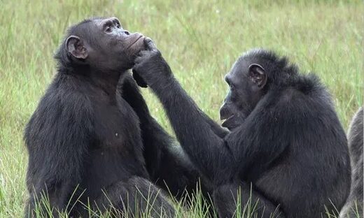 Click to enlarge chimpanzee