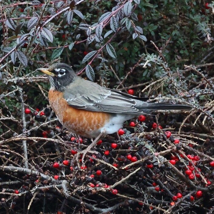 American robin