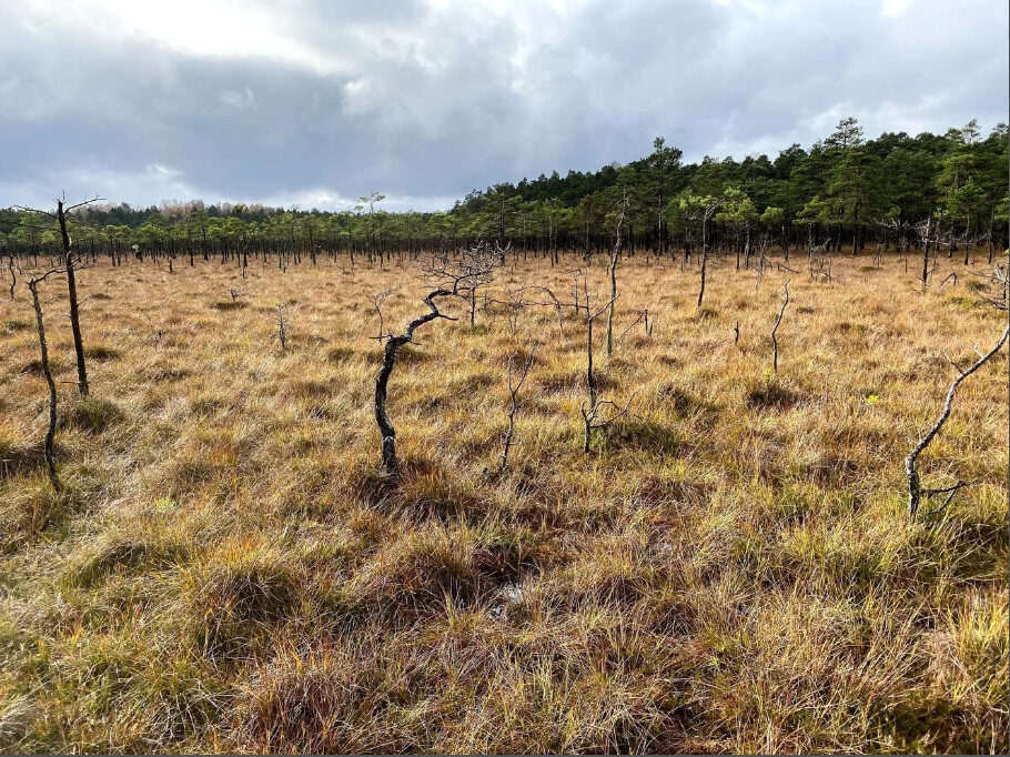 Click to enlarge Bagno Kusowo peatland