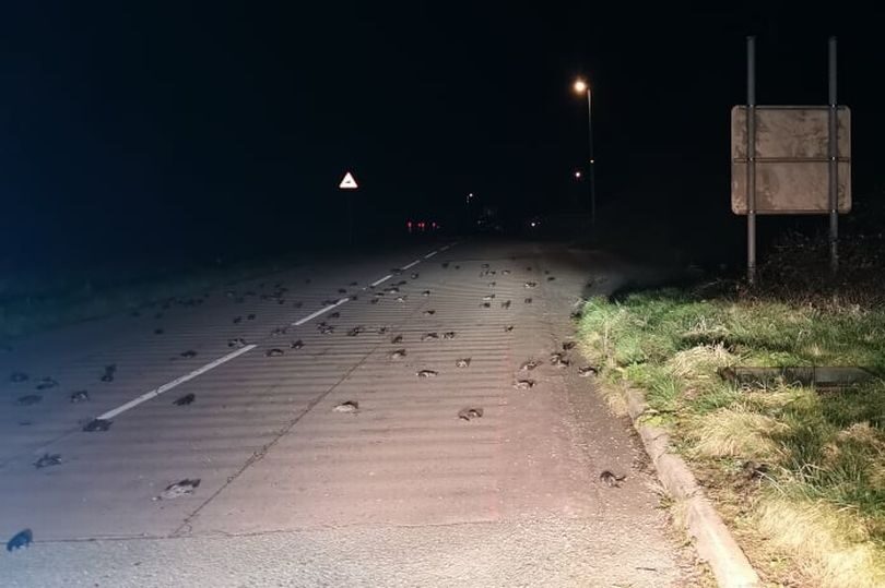 The dead starlings on the road