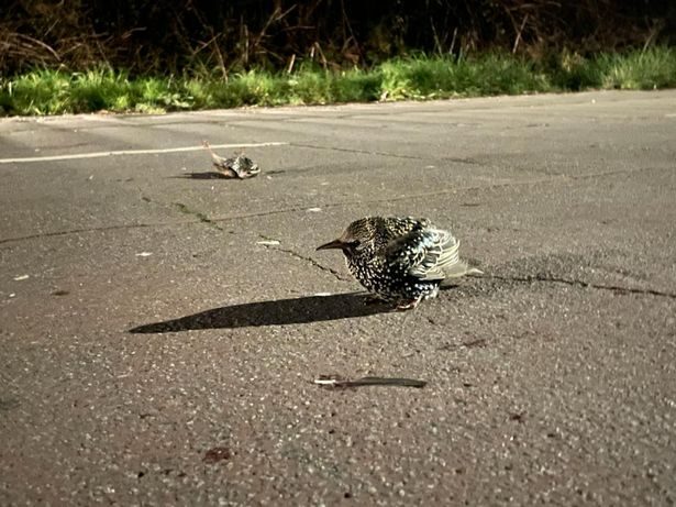 One starling survived
