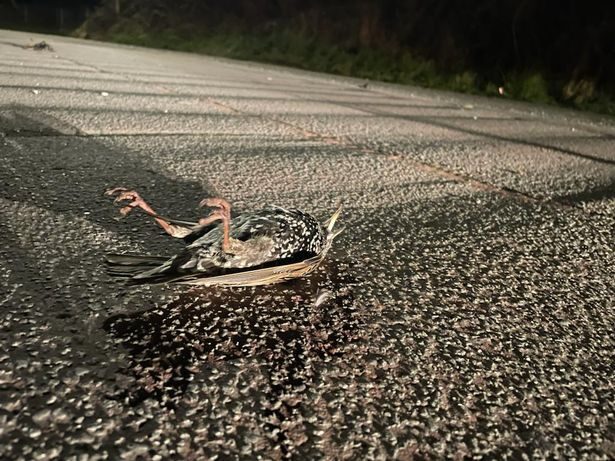 The starlings were dead as they hit the tarmac
