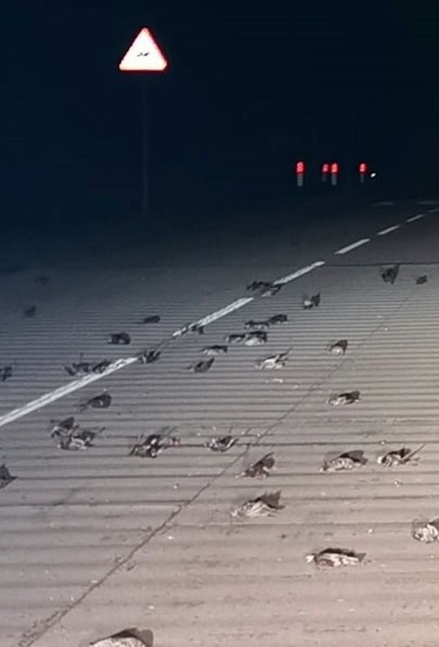 The dead birds made for an 'eerie' sight