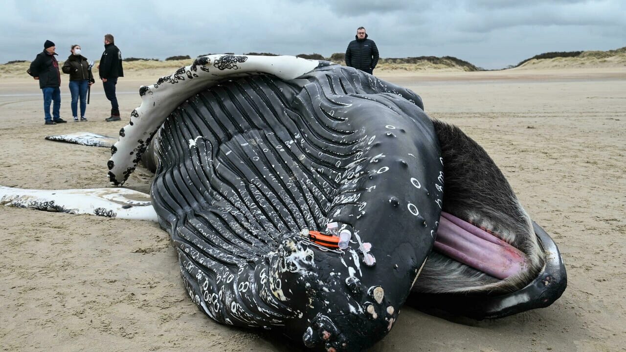 Click to enlarge Tractors will pull the massive animal away from the coastline to make sure it is not swept out by the tide, posing a danger to boats