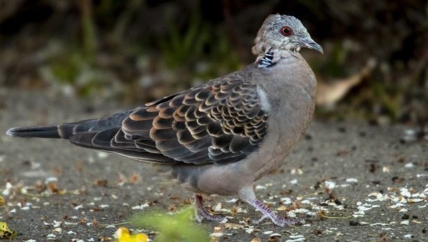 Click to enlarge An oriental turtle dove walks in the front yard