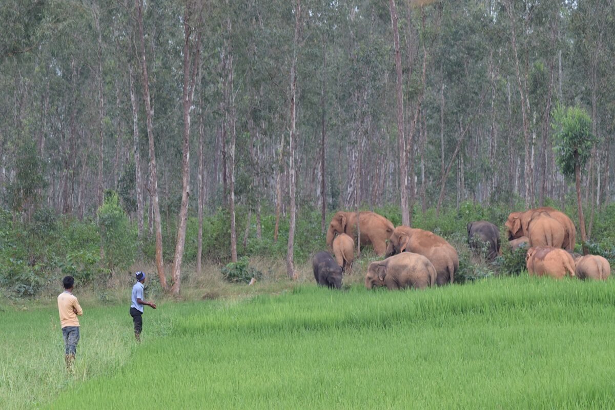 elephants