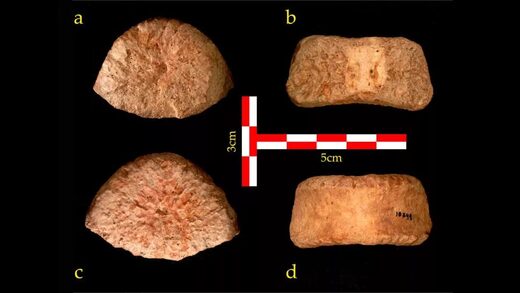 1.5 million-year-old fossil found in Israel rewrites 'Out of Africa' theory 1.5 million-year-old fossil found in Israel rewrites 'Out of Africa' theory