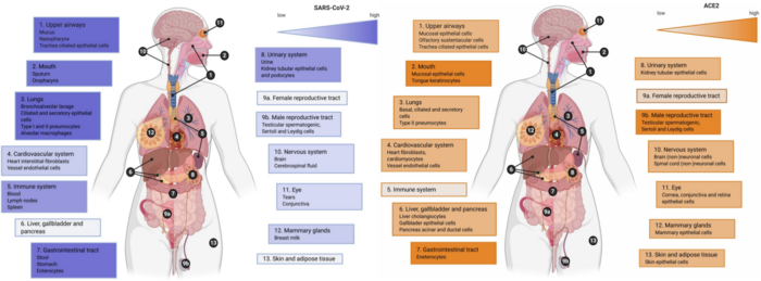 Click to enlarge SARS-CoV-2 detection and ACE2 expression