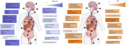 SARS-CoV-2 detection and ACE2 expression