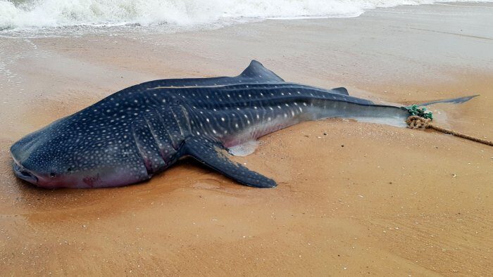 shark