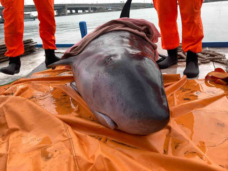 Click to enlarge whale