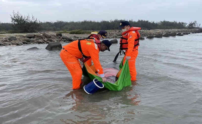 Click to enlarge Coast Guard officers from the Port of Budai attempt to keep a pygmy sperm whale alive after it is stranded on a beach in Chiayi County, February 13, 2022.