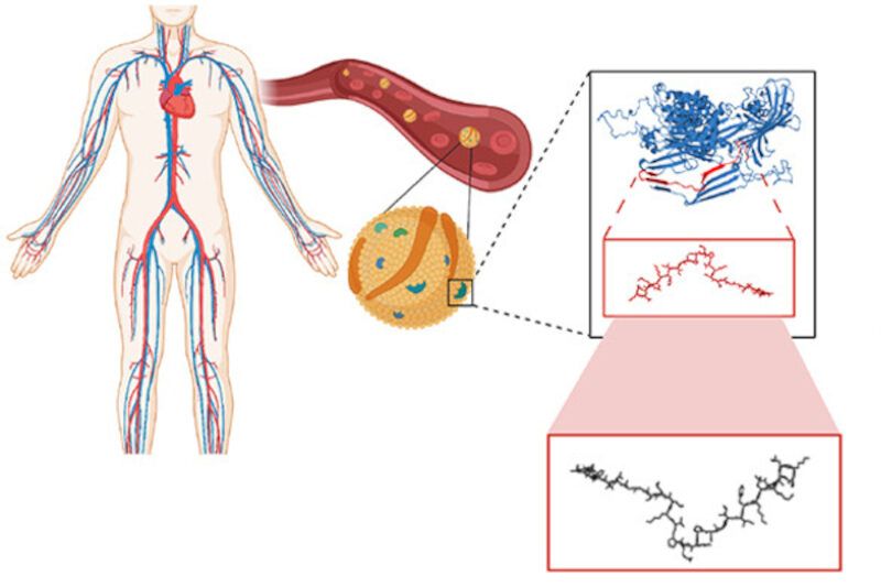 antimicrobial peptides