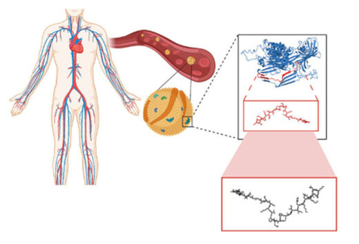 Click to enlarge antimicrobial peptides
