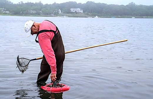 clam fishing